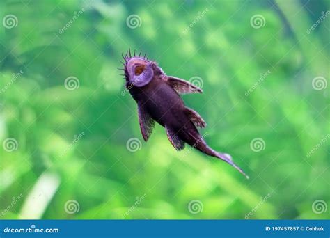 Fish Suck .